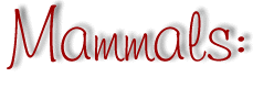 Mammals: