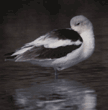 American avocet
