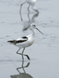 American avocets