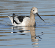 American avocet swimming in water