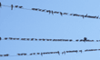 blackbirds