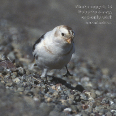 snow bunting