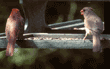 northern cardinals