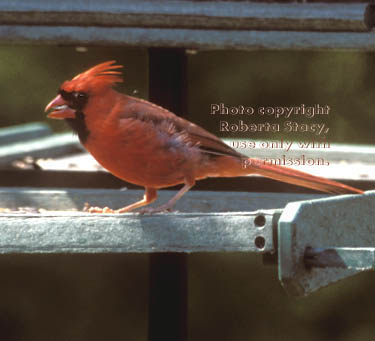 northern cardinal