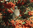 cedar waxwing on pyracantha bush