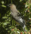 cedar waxwing