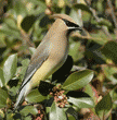 cedar waxwing