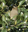 cedar waxwing with a berry in its beak
