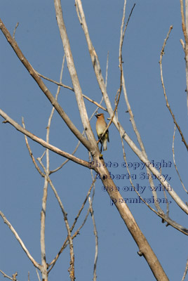 cedar waxwing in distant tree