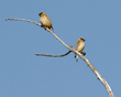 cedar waxwings on distant tree branch