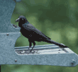 common grackle