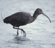 white-faced ibis