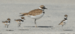 three killdeer chicks with their parent