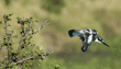 pied kingfisher flying from tree branch