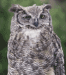 great horned owl