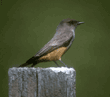 Say's phoebe