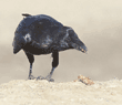 common raven