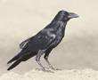 common raven