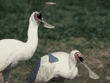 African spoonbills