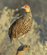 yellow-necked spurfowl