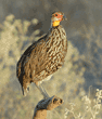 yellow-necked spurfowl