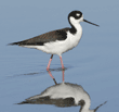 black-necked stilt walking in duck pond