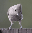 oak titmouse/plain titmouse