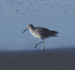 willet