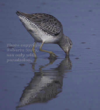 greater yellowlegs