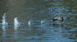 American coot