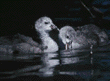 American coot chicks