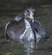 American coot chick