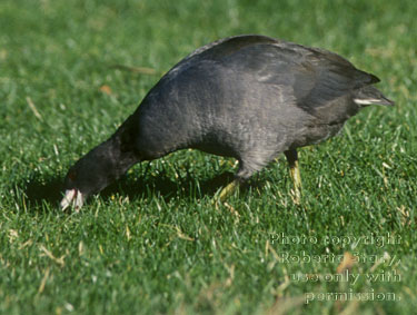American coot