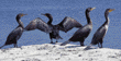double-crested cormorants