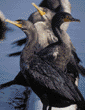double-crested cormorants