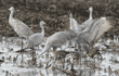 sandhill cranes, one with wings spread