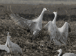 sandhill crane confrontation