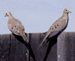 mourning doves