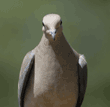 mourning dove portrait