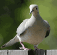 mourning dove