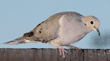 mourning dove