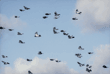rock doves (pigeons)