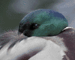 mallard, male