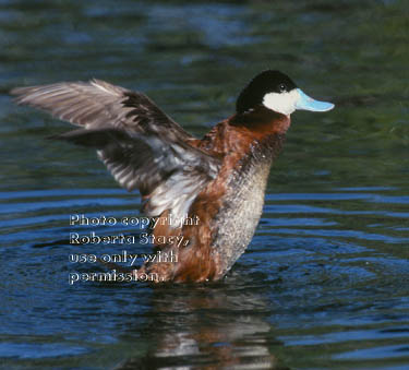 ruddy duck, male
