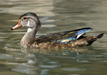 wood duck, male