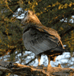 bateleur eagle, immature