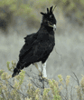 long-crested eagle