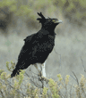 long-crested eagle