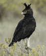 long-crested eagle