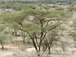 tawny eagle on treetop